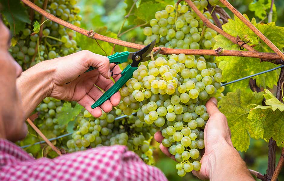 harvesting grapes in vineyard