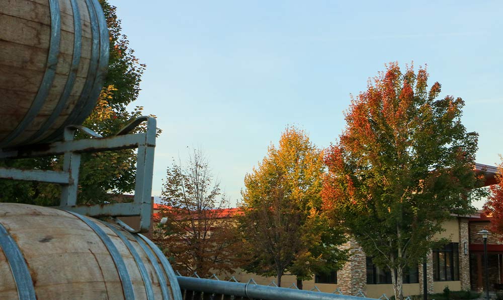 Trees changing color with wine barrels in foreground
