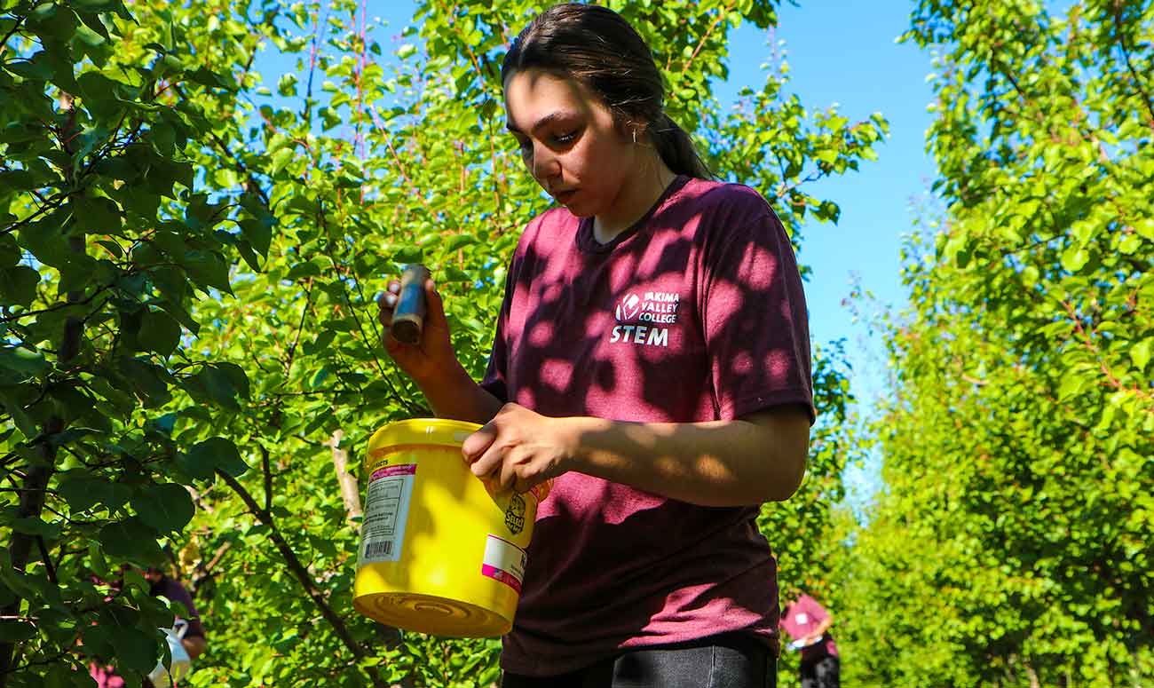 Student inspects pests in orchard