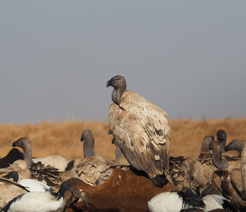 Vultures in a group