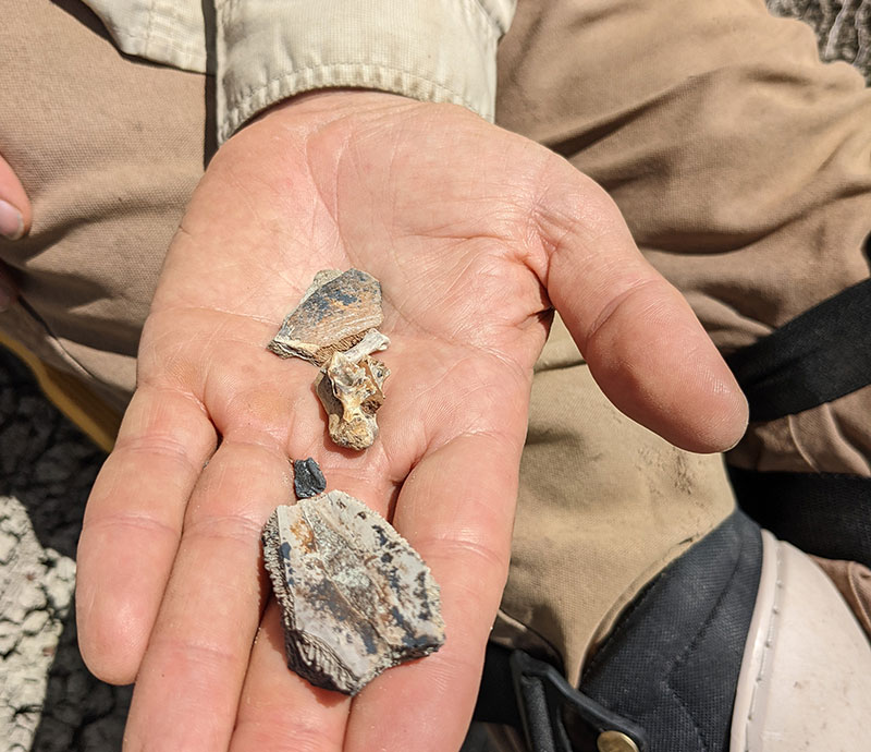Seveyka holding samples from paleontology dig
