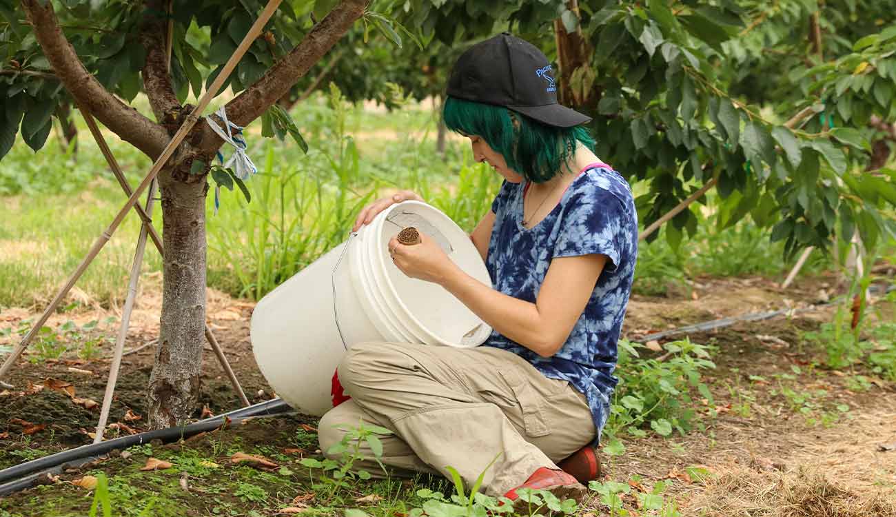 Student collects insect trap