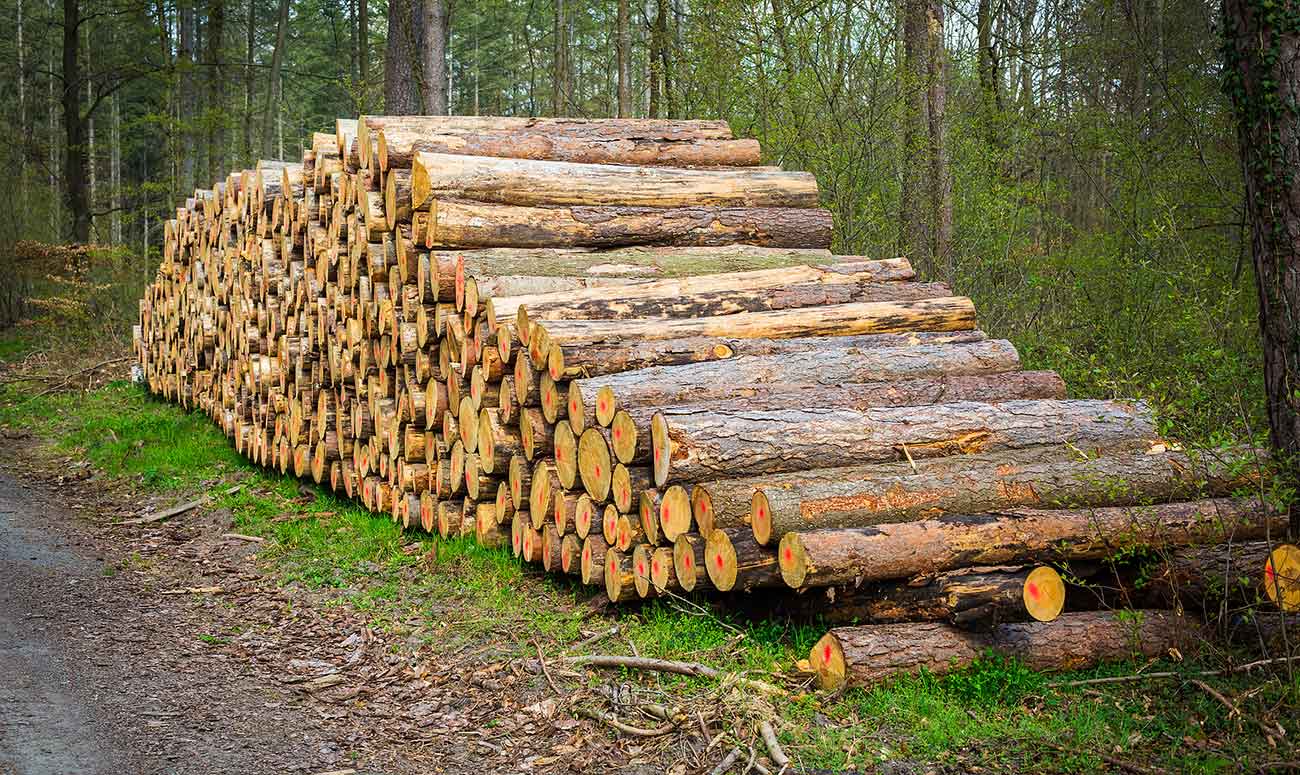 Forest and Pine trees cut and in a pile
