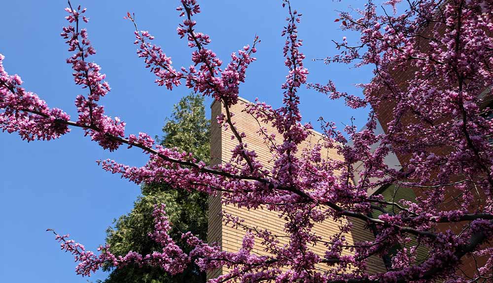 Purple blossoms at Deccio Higher Education Center