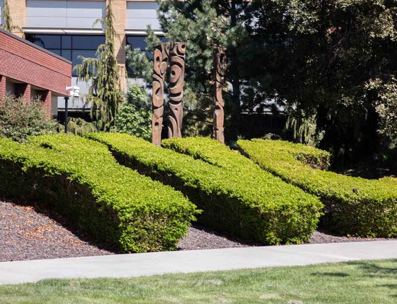 Yakima Campus YVC bushes in spring