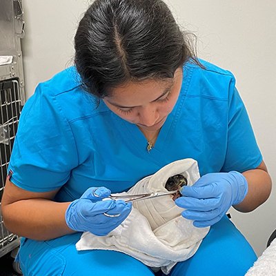 Veterinary technology student feeds hawk