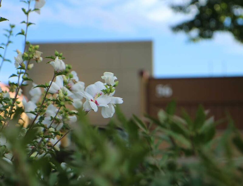 Spring blooms on YVC's Grandview Campus