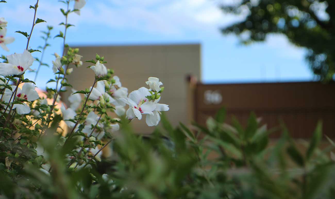 Spring blooms on YVC's Grandview Campus