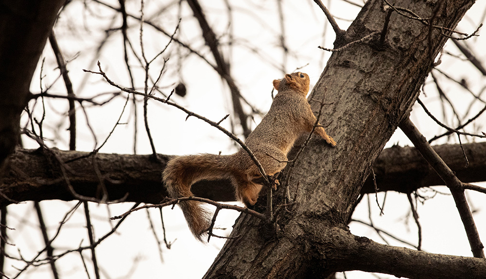 A squirrel looks for a mid-day meal in early February on the Grandview Campus.