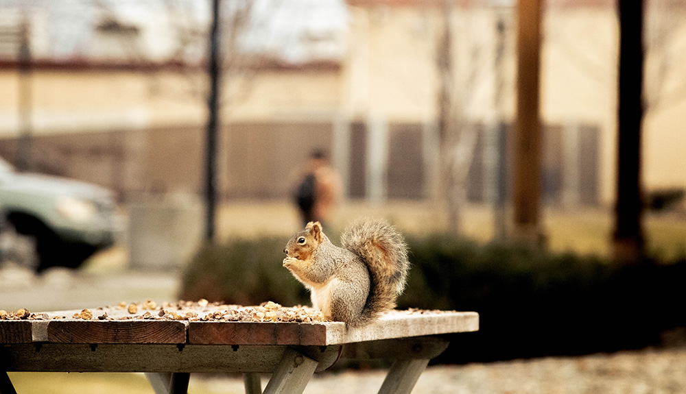 A squirrel enjoys a snack outside Grandview Main during winter quarter.