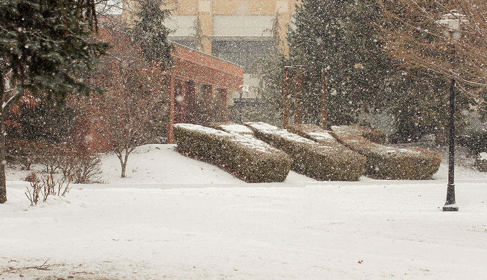 The YVC hedge work covered in snow during a snowstorm in January.