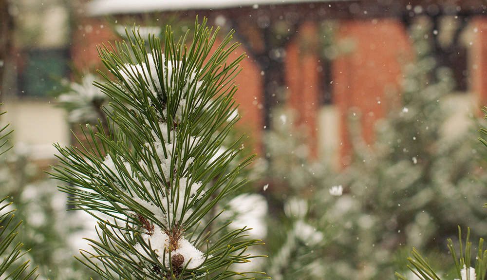 A pine tree outside the HUB on the Yakima Campus catches snowflakes.