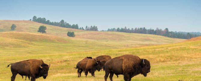 Herd of buffalo grazing in a field