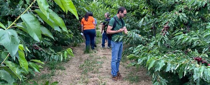 Students in YVC agricultural sciences program inspect tree fruit in a local orchard